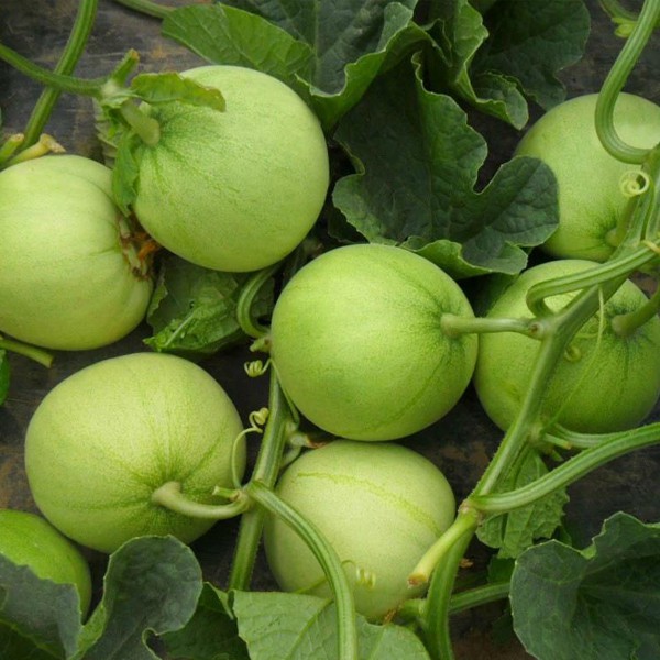 產(chǎn)品應(yīng)用